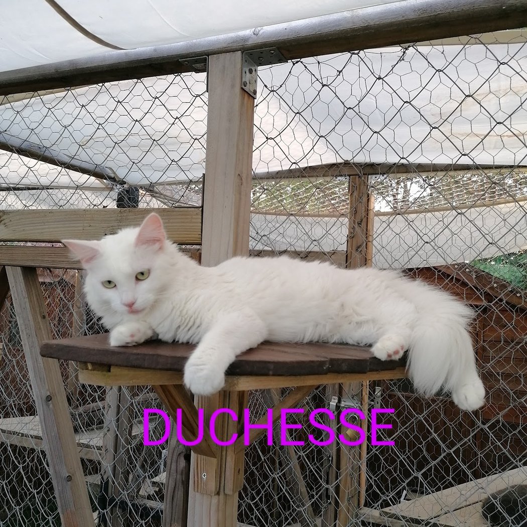 Au Paradis Du Chat 2