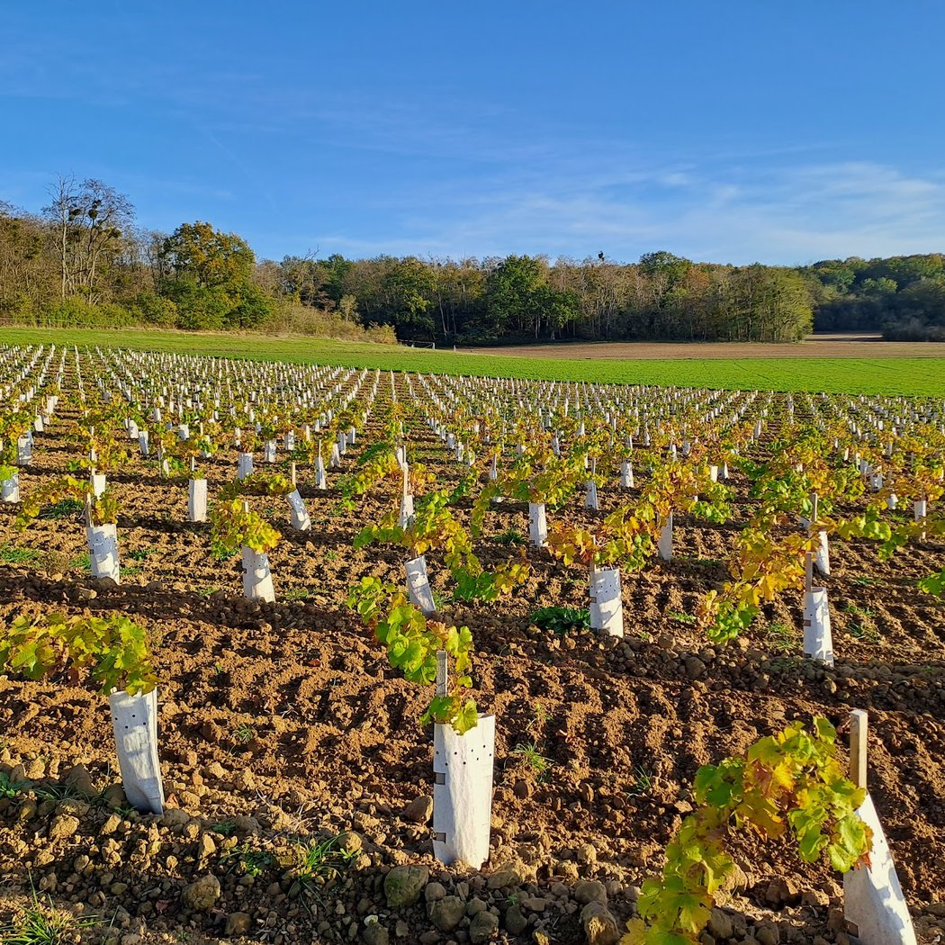 Le Vignoble de Montépilloy 2