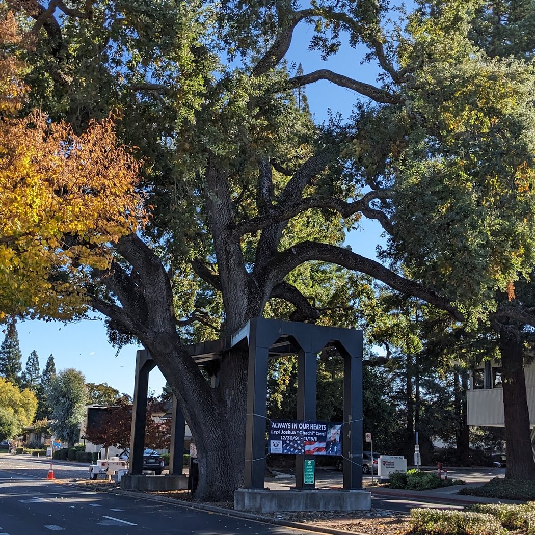 Danville Oak Tree 3