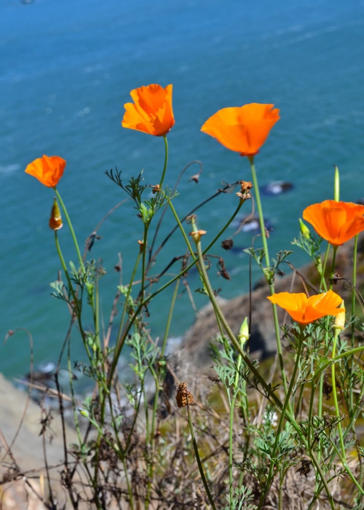 Lands End Trail 2