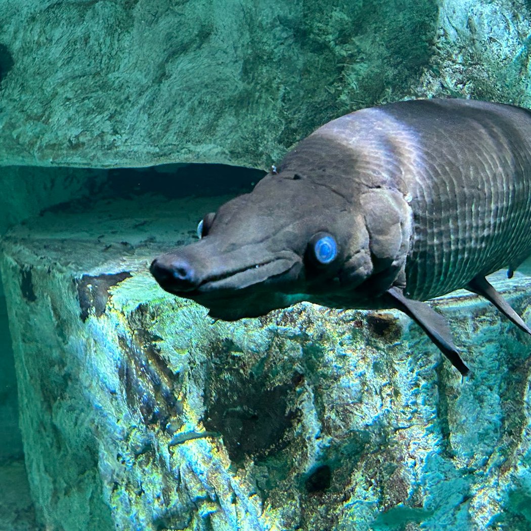 Aquarium of Lyon 3