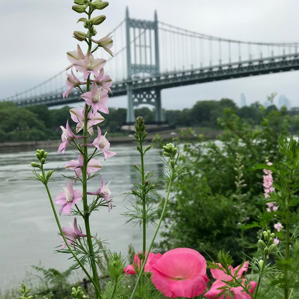 Native Plant Garden 1