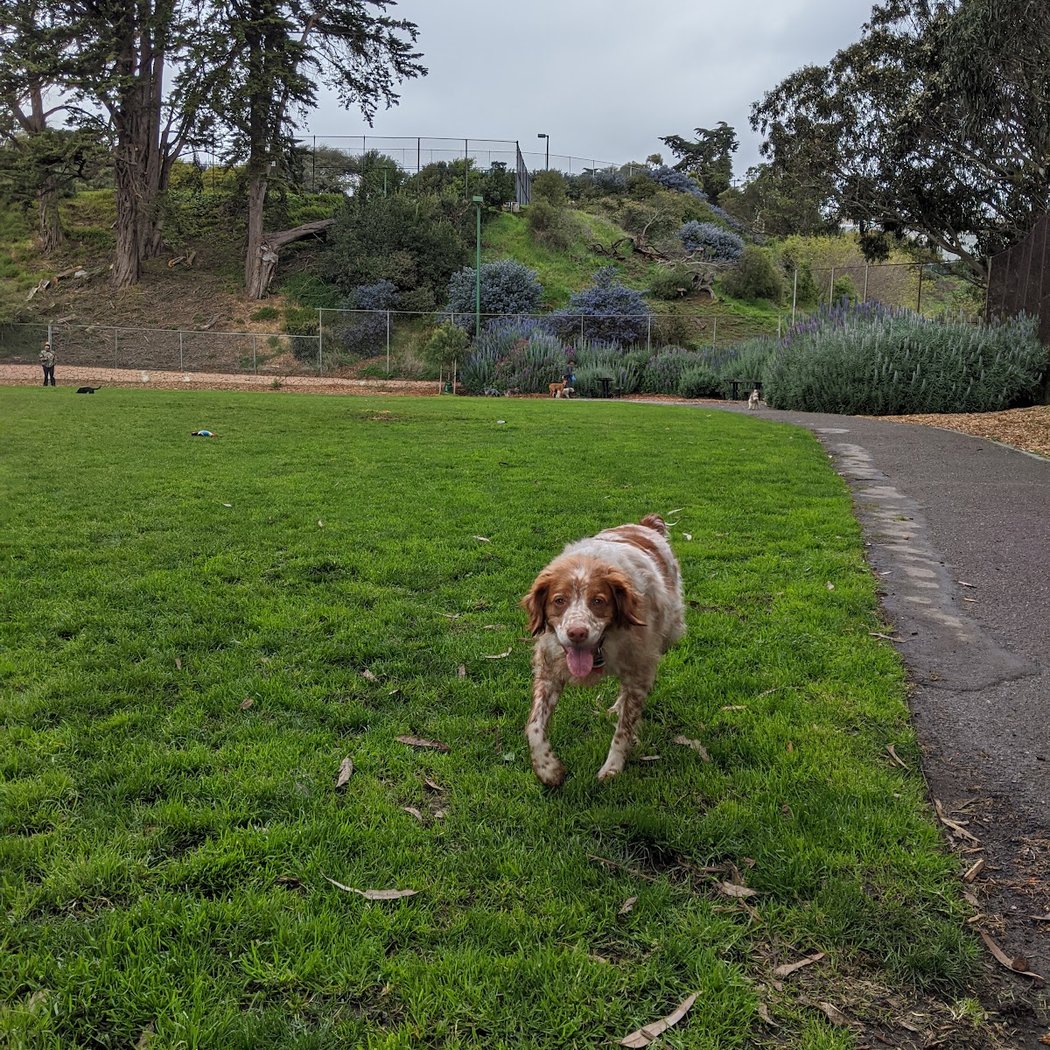 St. Mary's Dog Park 2