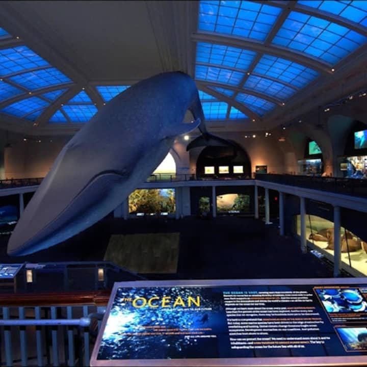American Museum of Natural History 1