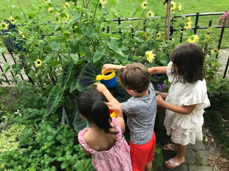 Young Sprouts Gardening