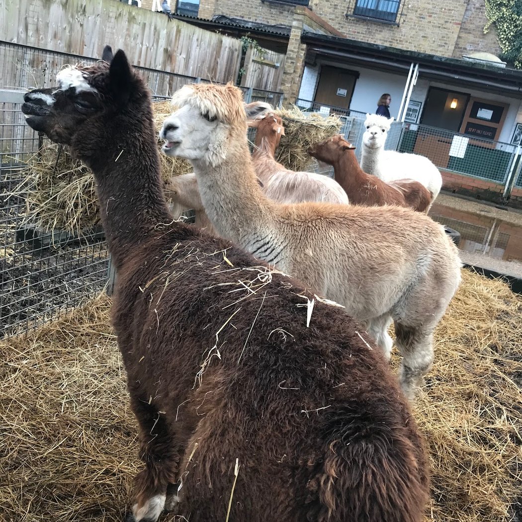 Vauxhall City Farm 3