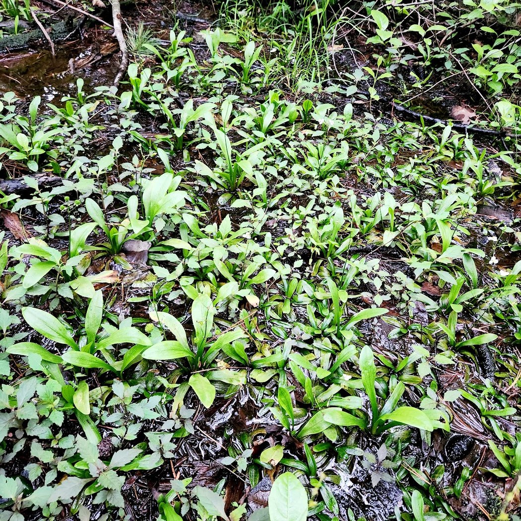Bunched Arrowhead Heritage Preserve 2