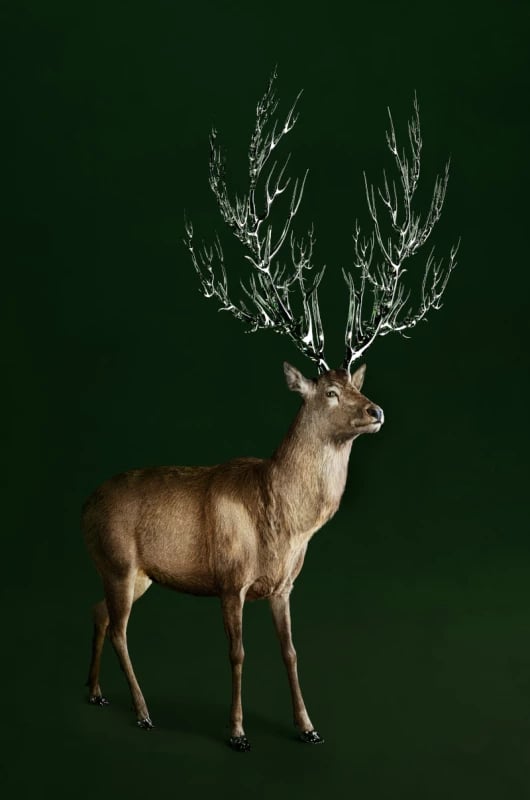 Auctus Animalis - Prix Swiss Life à 4 mains 3
