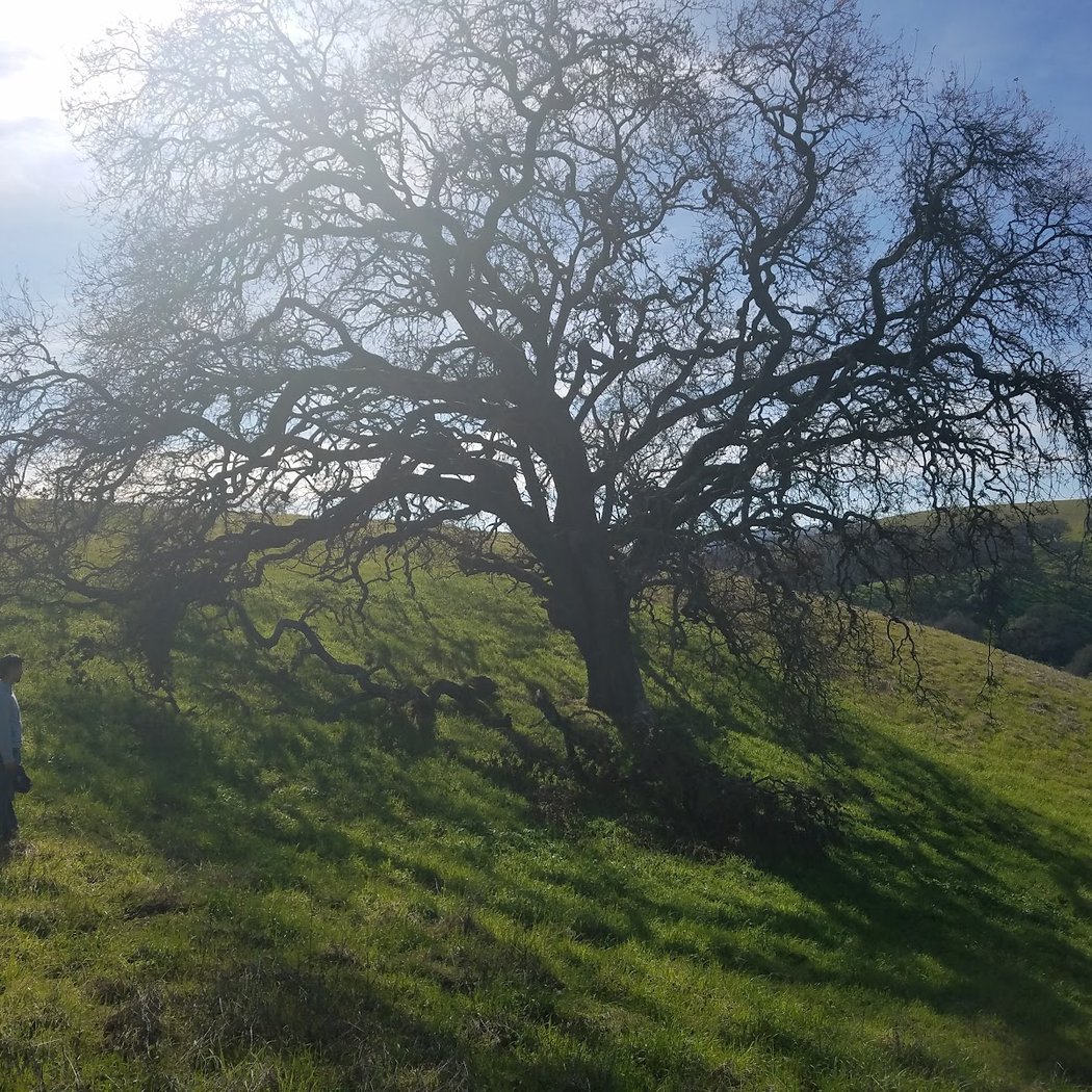 Ten Trees - Old Valley Oak 1