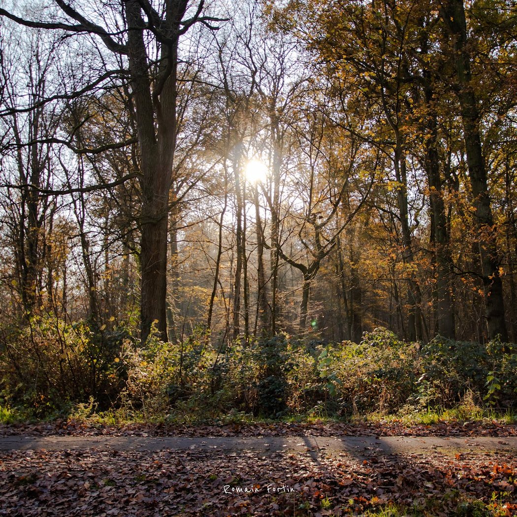 Forêt de Phalempin 1