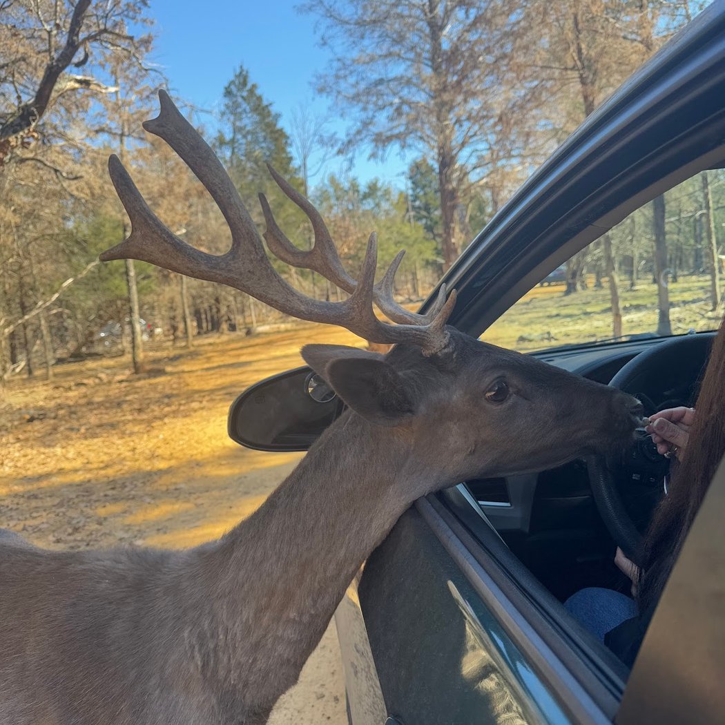 Rocky Ridge Drive-Thru Safari 1