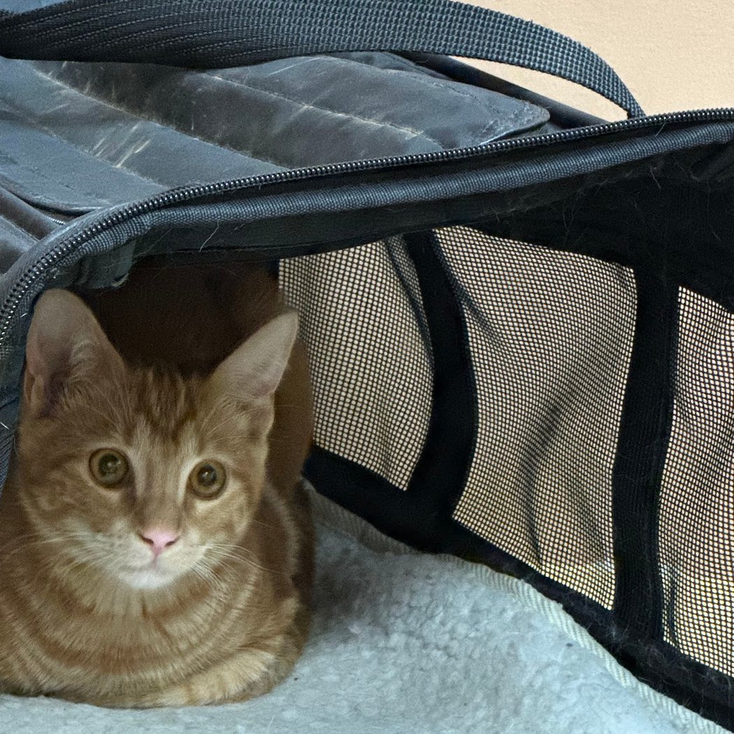 Montclair Pet Hospital 1