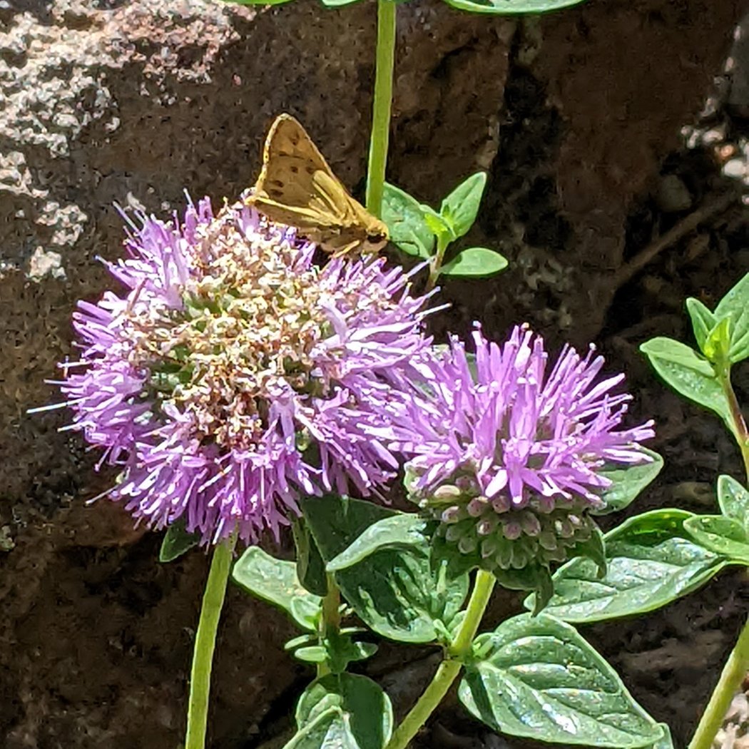 UC Master Gardener’s Native Plant Habitat Garden Tour 3