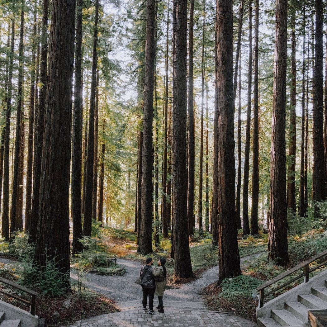 Redwood Grove Amphitheatre 1