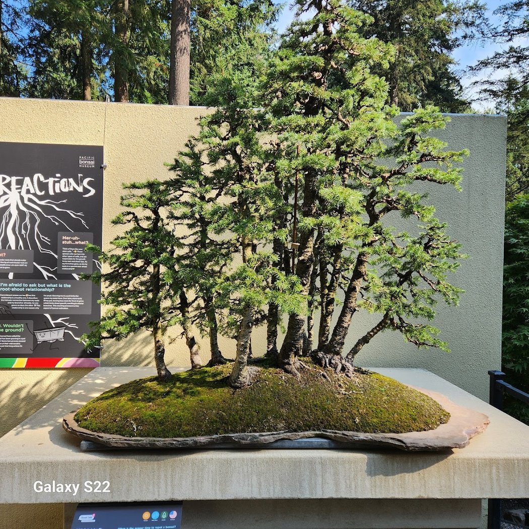 Brew Up a Bonsai