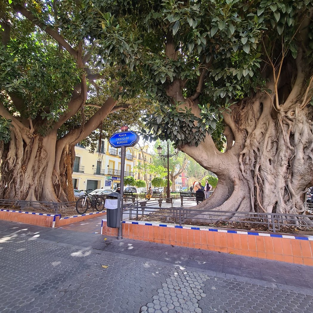 Plaza Cristo de Burgos 3