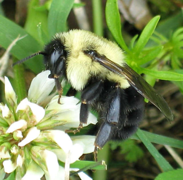 Bumblebee Survey 2