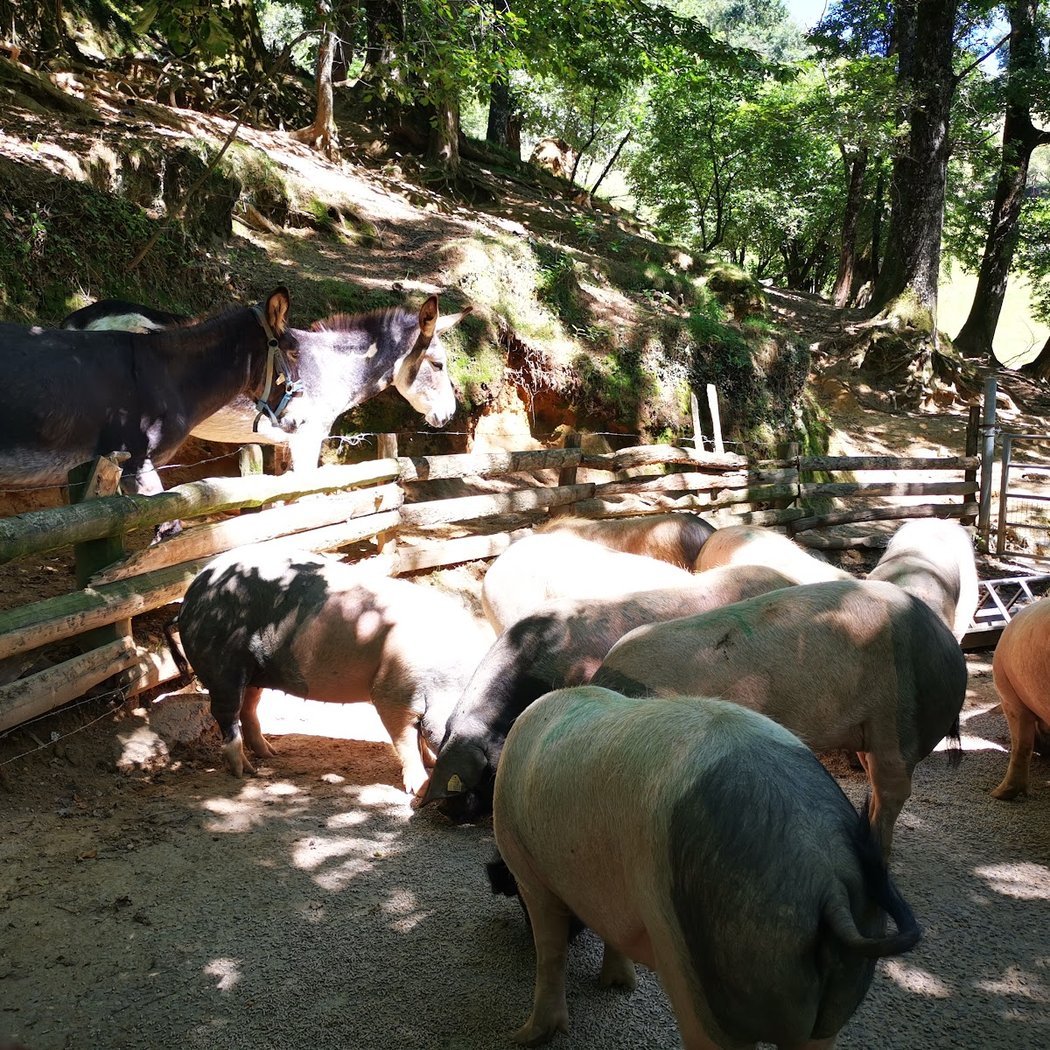 Départ du Sentier Découverte du Porc Basque 2