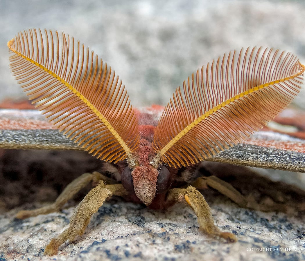 Moth Mania 3