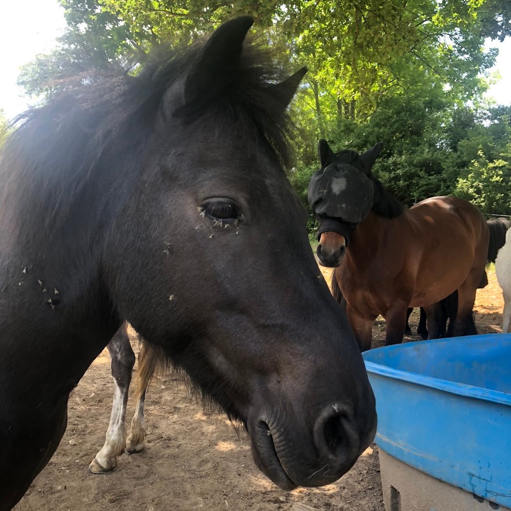 Equestrian Center Du Pilat / Ecurie Chardon 2