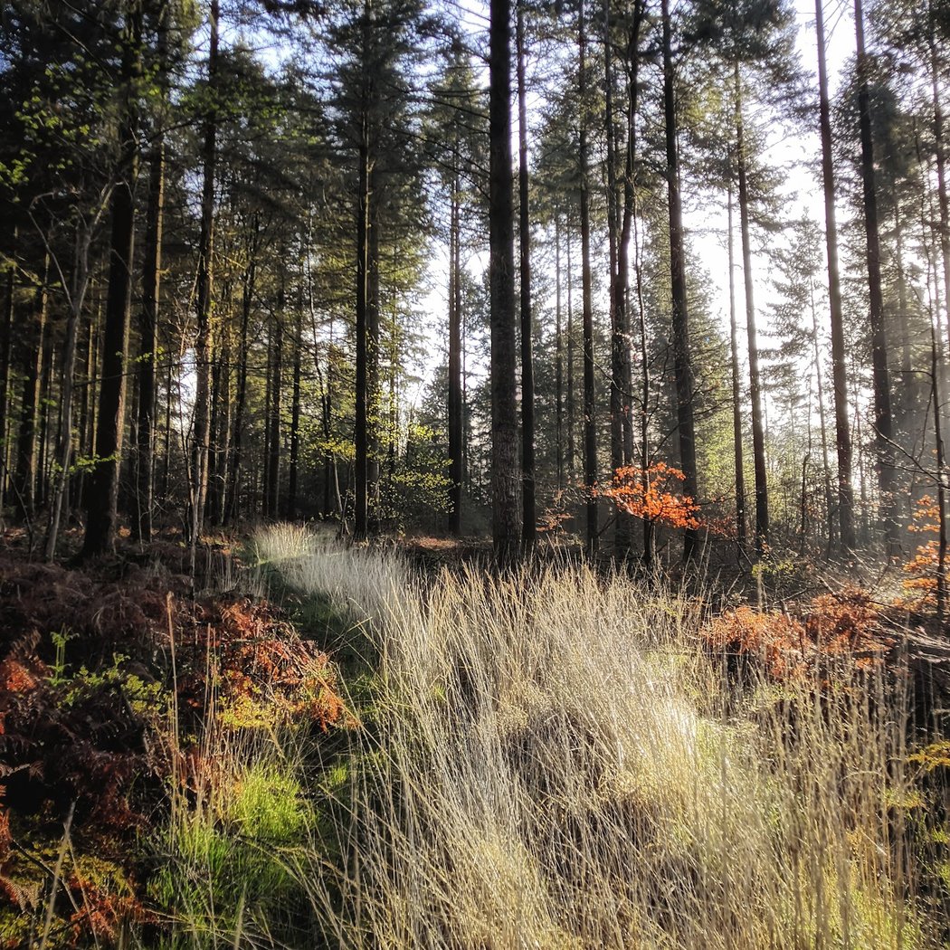 Forêt Domaniale de la Petite Charnie 2