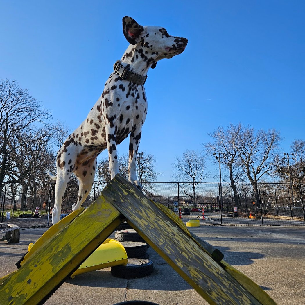 Jackson Bark 1