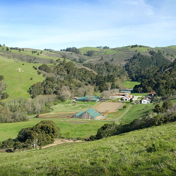 Birding a Marin County Ranch 1