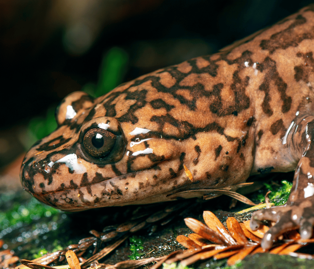 Salamander Sip & Paint 1