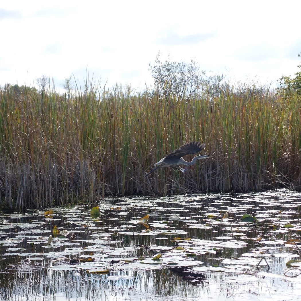 Wye Marsh Wildlife Centre 2