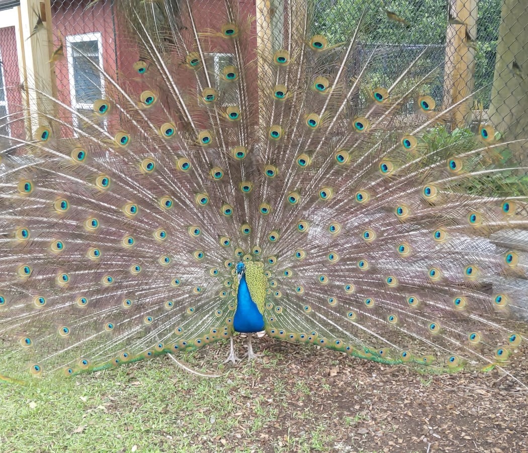 Forsyth Nature Center 1