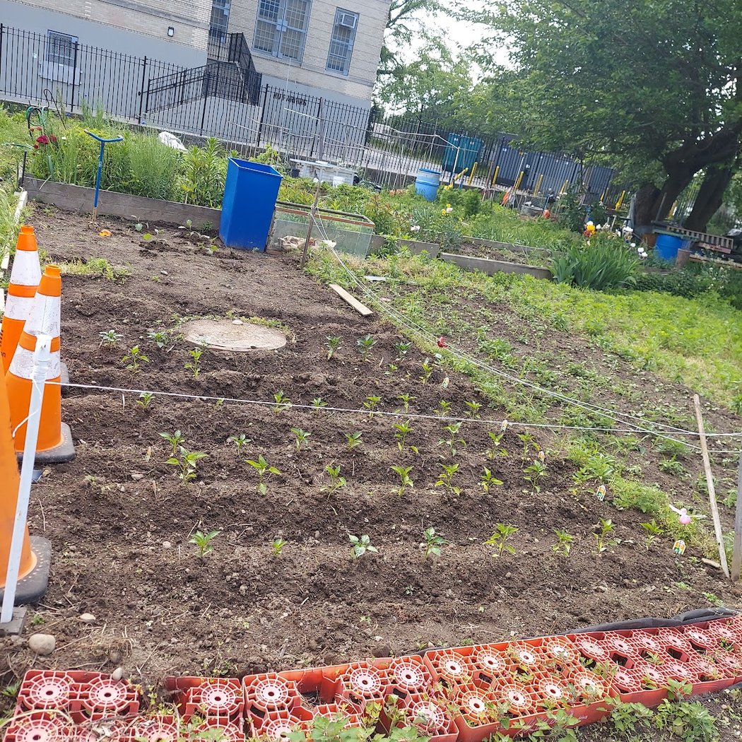 West 23rd Street Community Garden 2