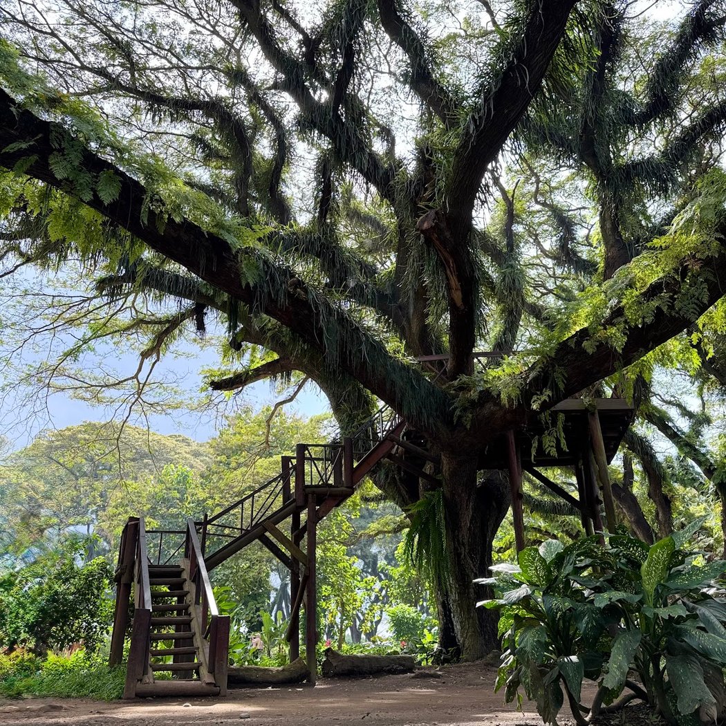 De Djawatan Forest 3