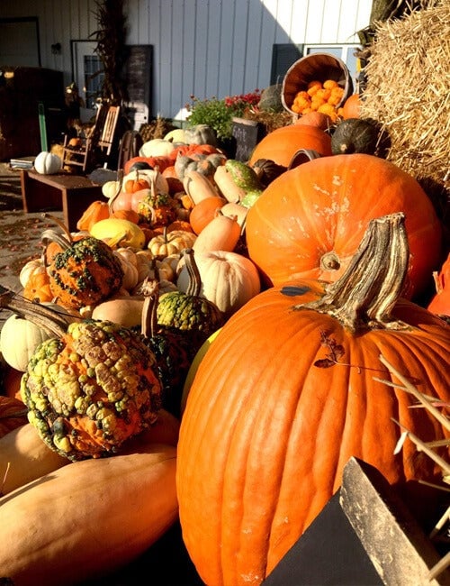 Fall Harvest Fest 1