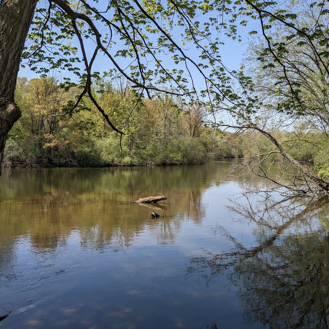 Forest Nature Area 3