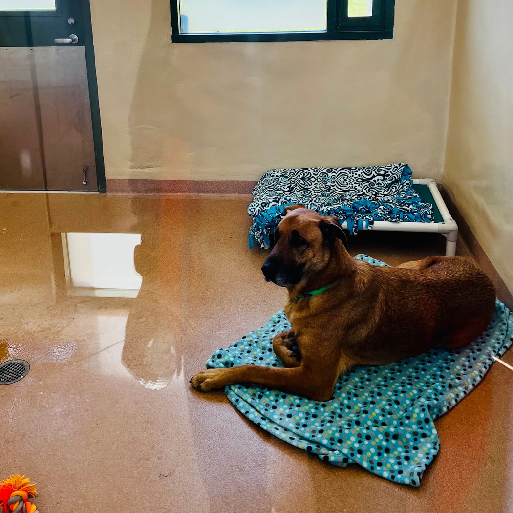 East Bay SPCA, Dublin 2