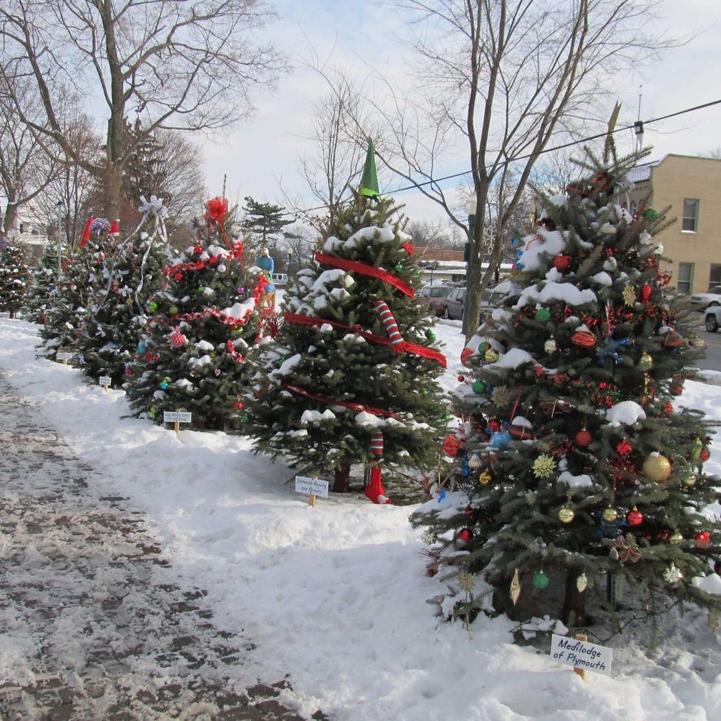 Walk of Trees 1