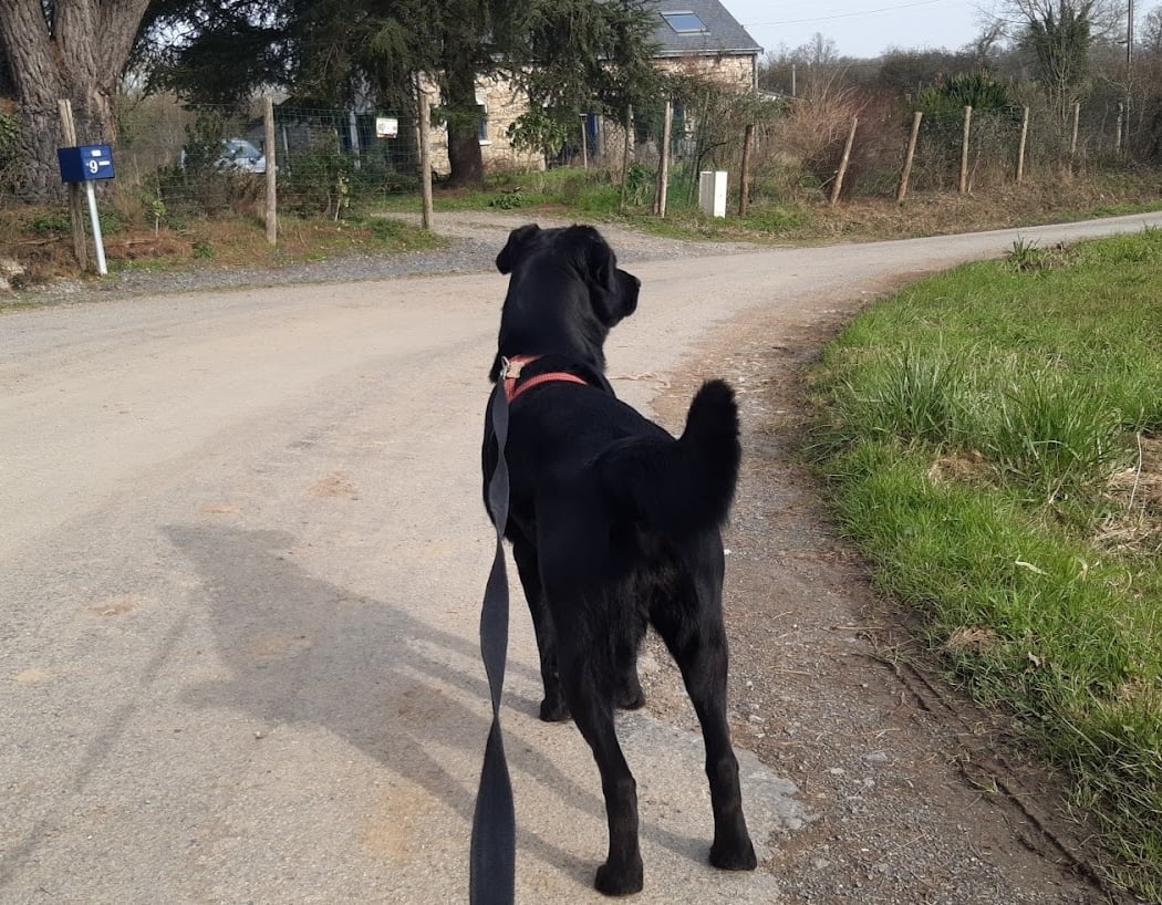 Derval Animaux Services 2
