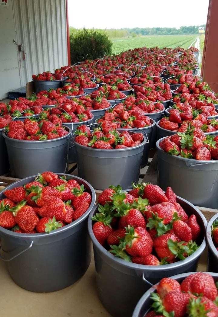Cabot Farmers Market 2