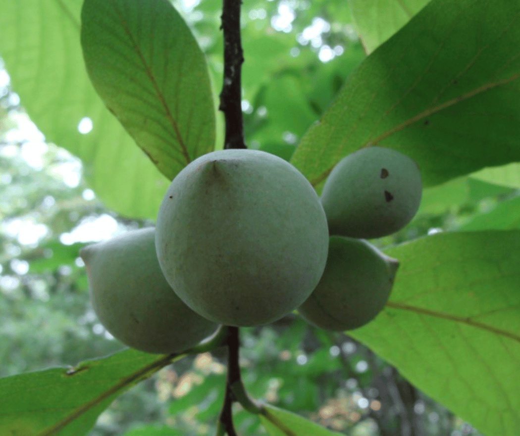Pawpaw: A Taste of the Susquehanna Banana