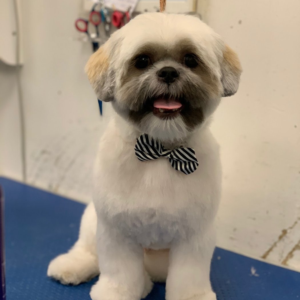 Towne House Grooming & Pet Supplies 1