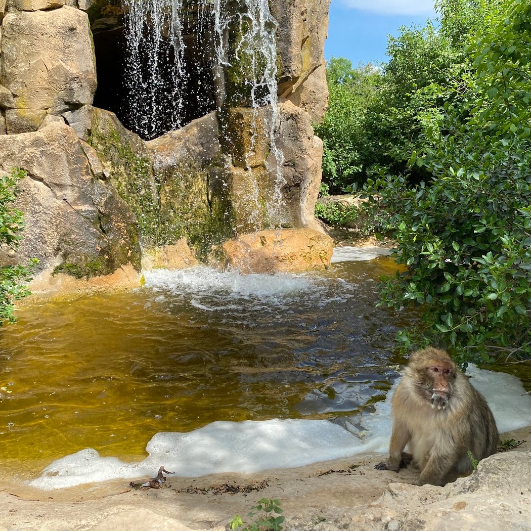 Monkey Forest 3