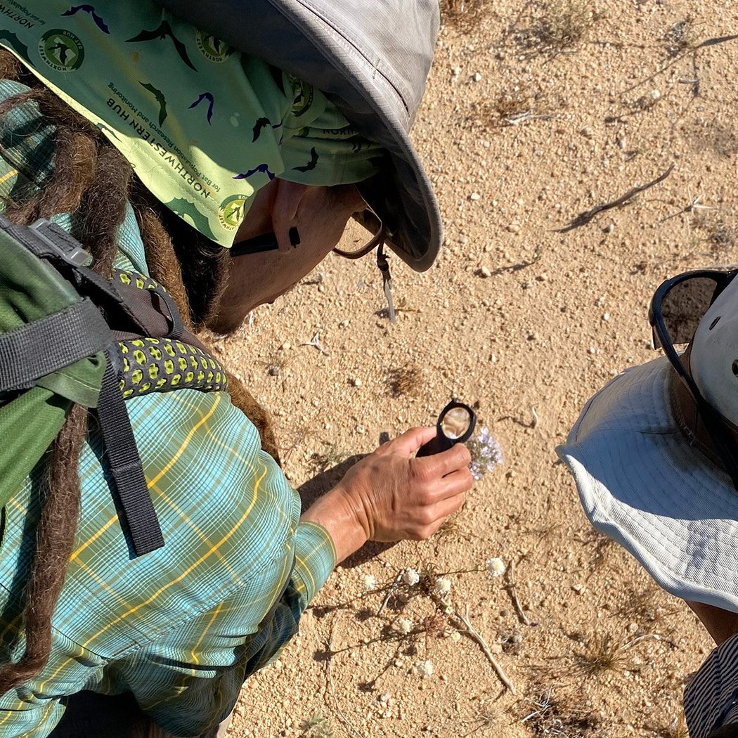 Estrella Park Native Seed Harvest 2