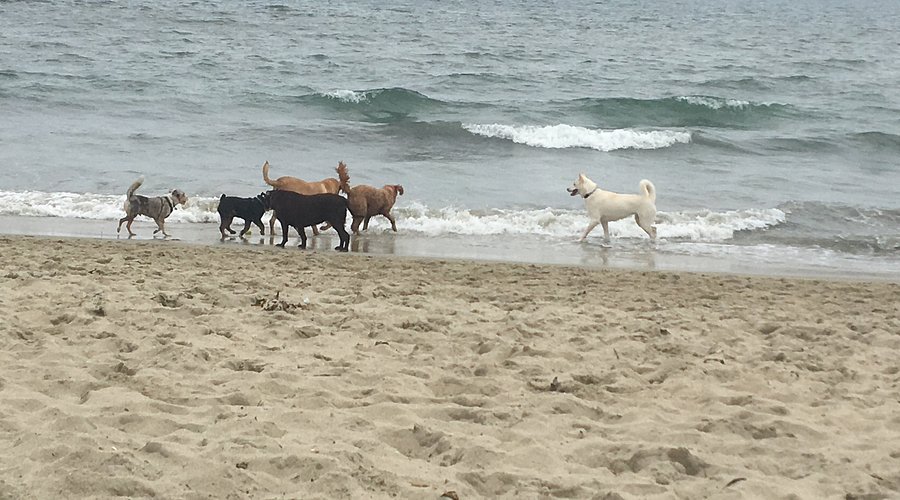 Paws & Purpose Beach Cleanup 2