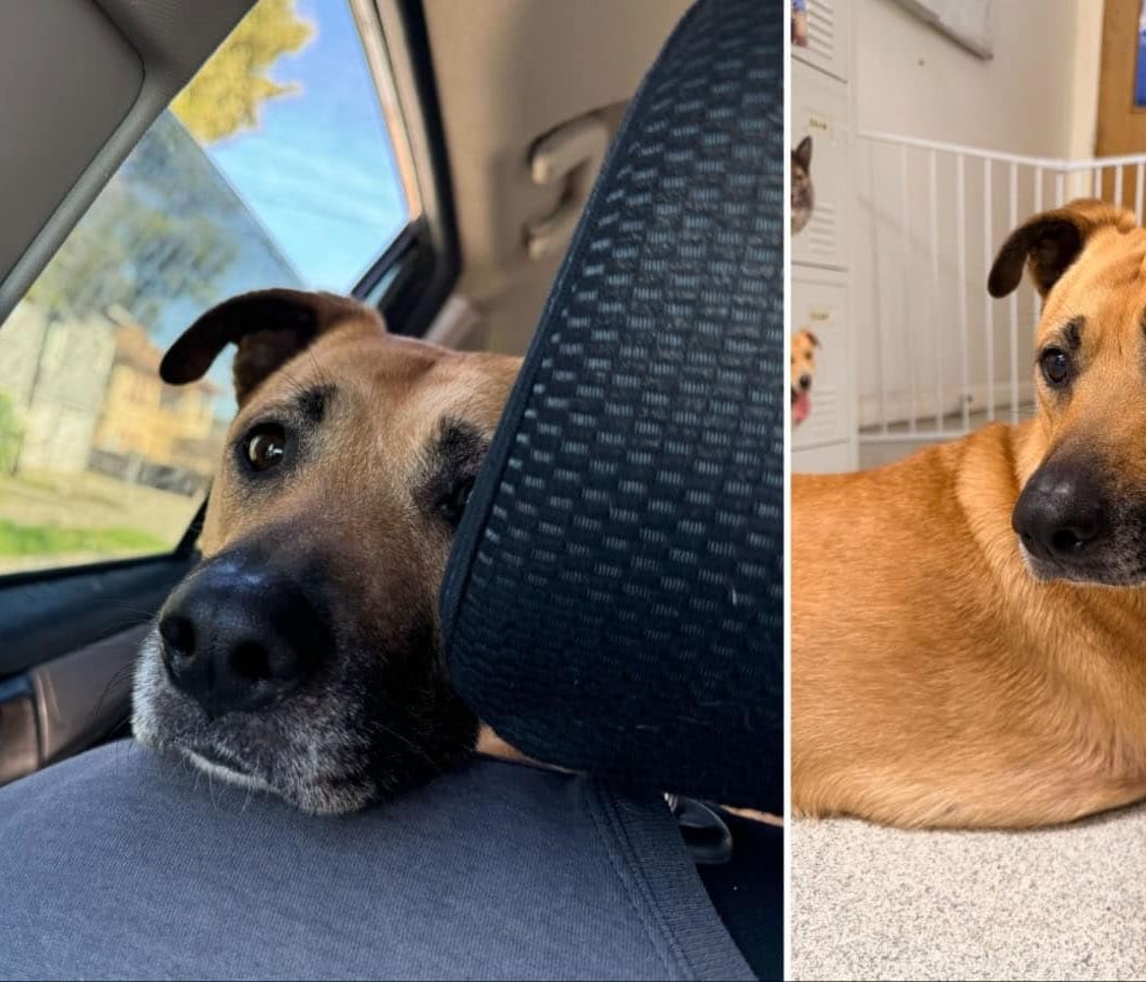 Friends of The Alameda Animal Shelter 3