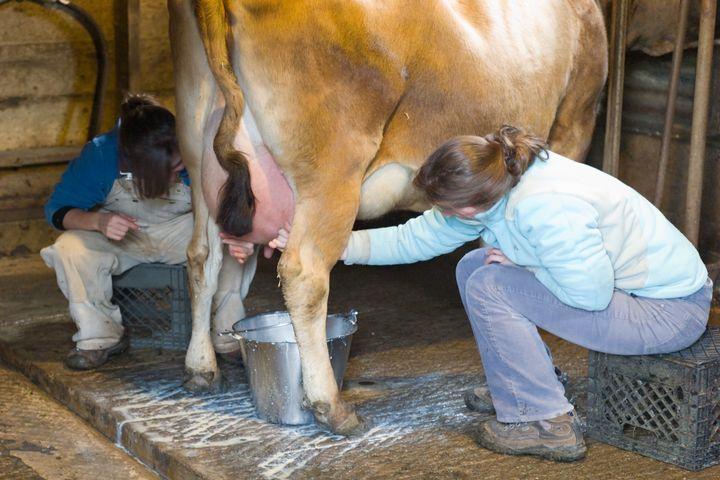 Morning Cow Milking Experience 1