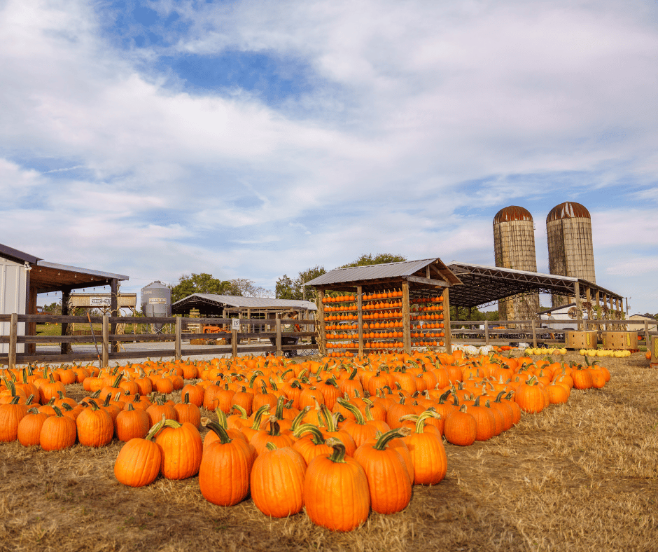 Fall Fun at Cagle's Farm 3