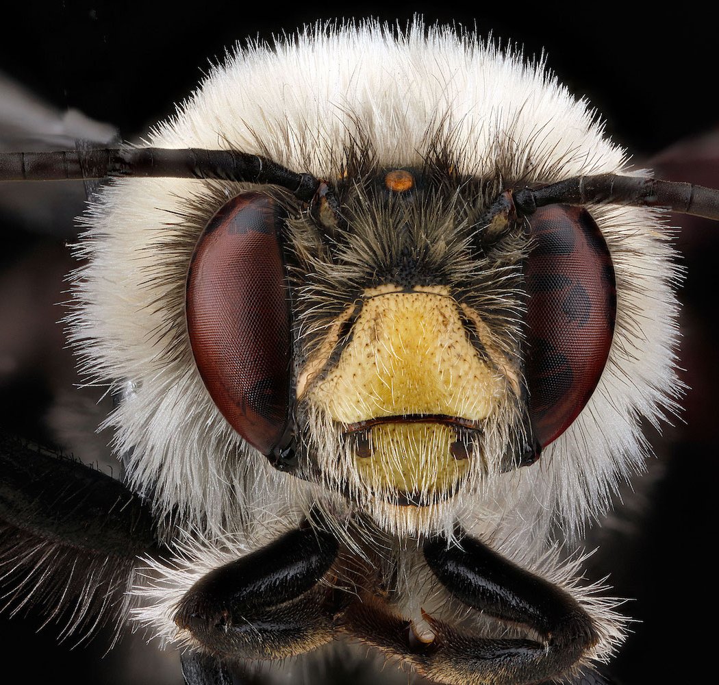 Native Bee Bootcamp 2