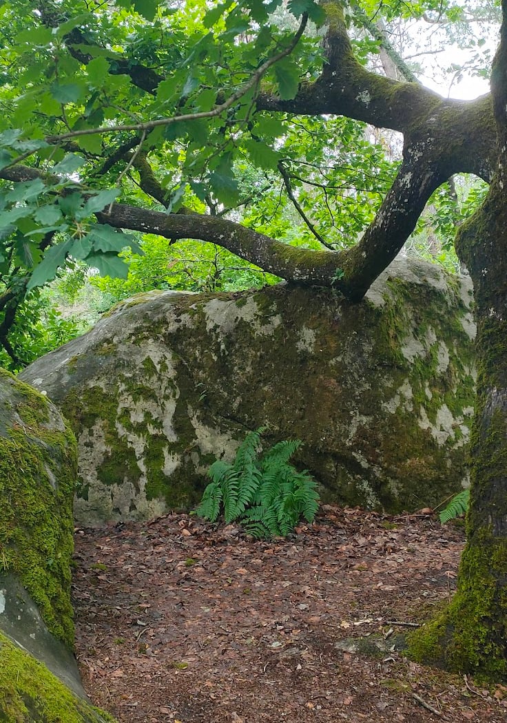 Le Cuvier 3