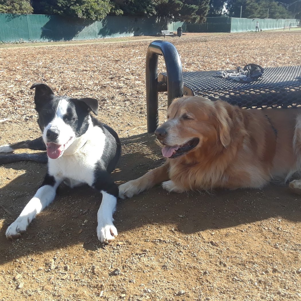 Centennial Dog Park 2