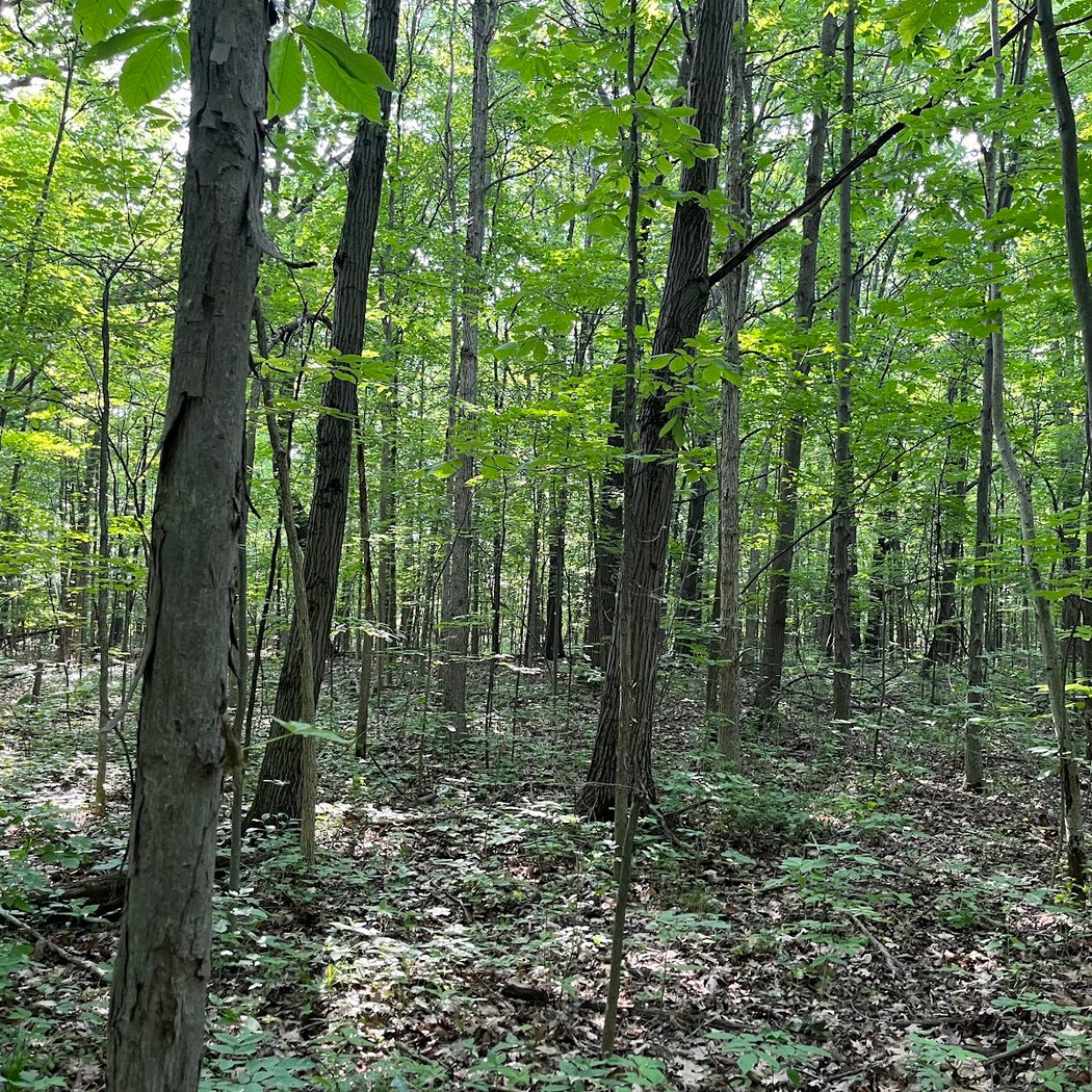 Pittsfield Preserve Nature Trail Area 2